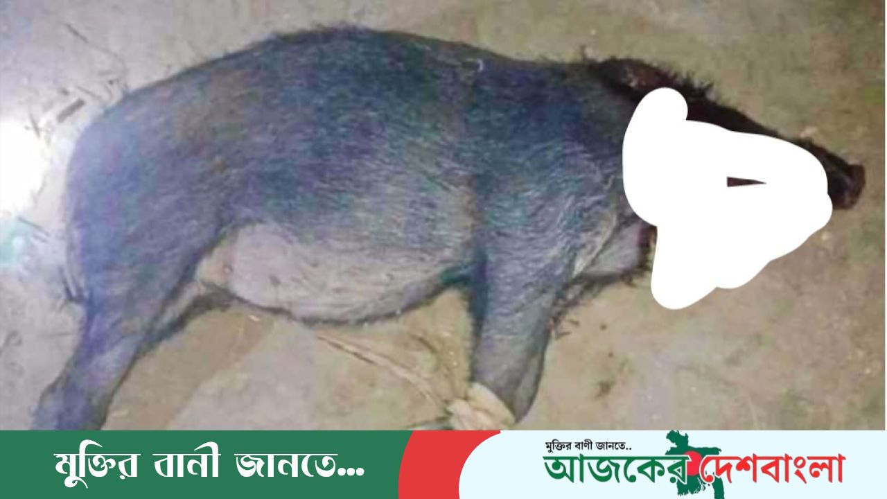 সুন্দরবন থেকে বন্য শুকর পাচারকালে এলাকাবাসীর হাতে আটক
