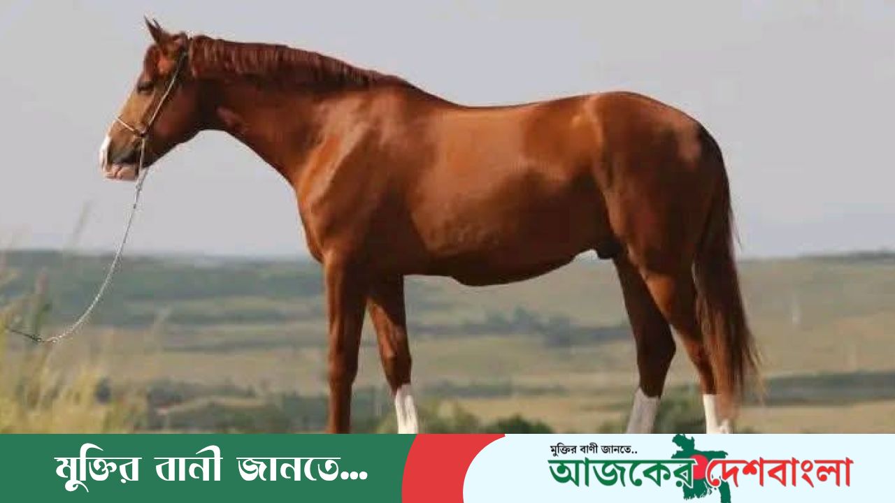 টাঙ্গাইলের গোপালপুরে ঘোড়া জ*বা*ই কসাইসহ ৪ জন আটক