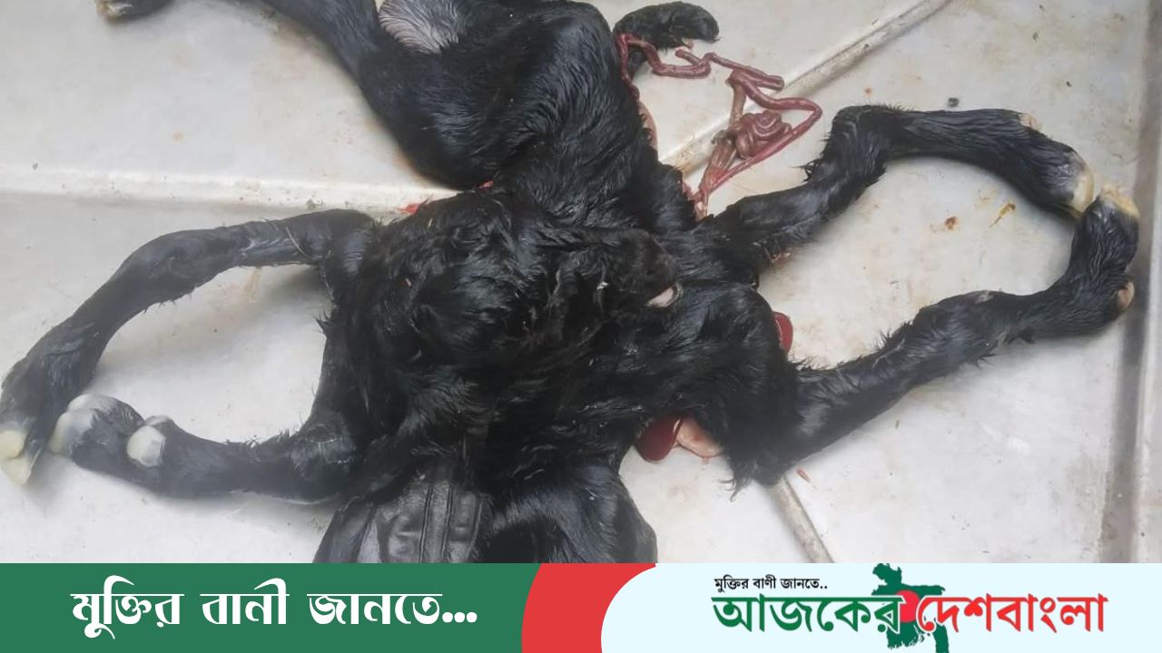 যশোরের মণিরামপুরে আট পা-ওয়ালা ছাগলছানা: বিরল জন্মে এলাকায় চাঞ্চল্য