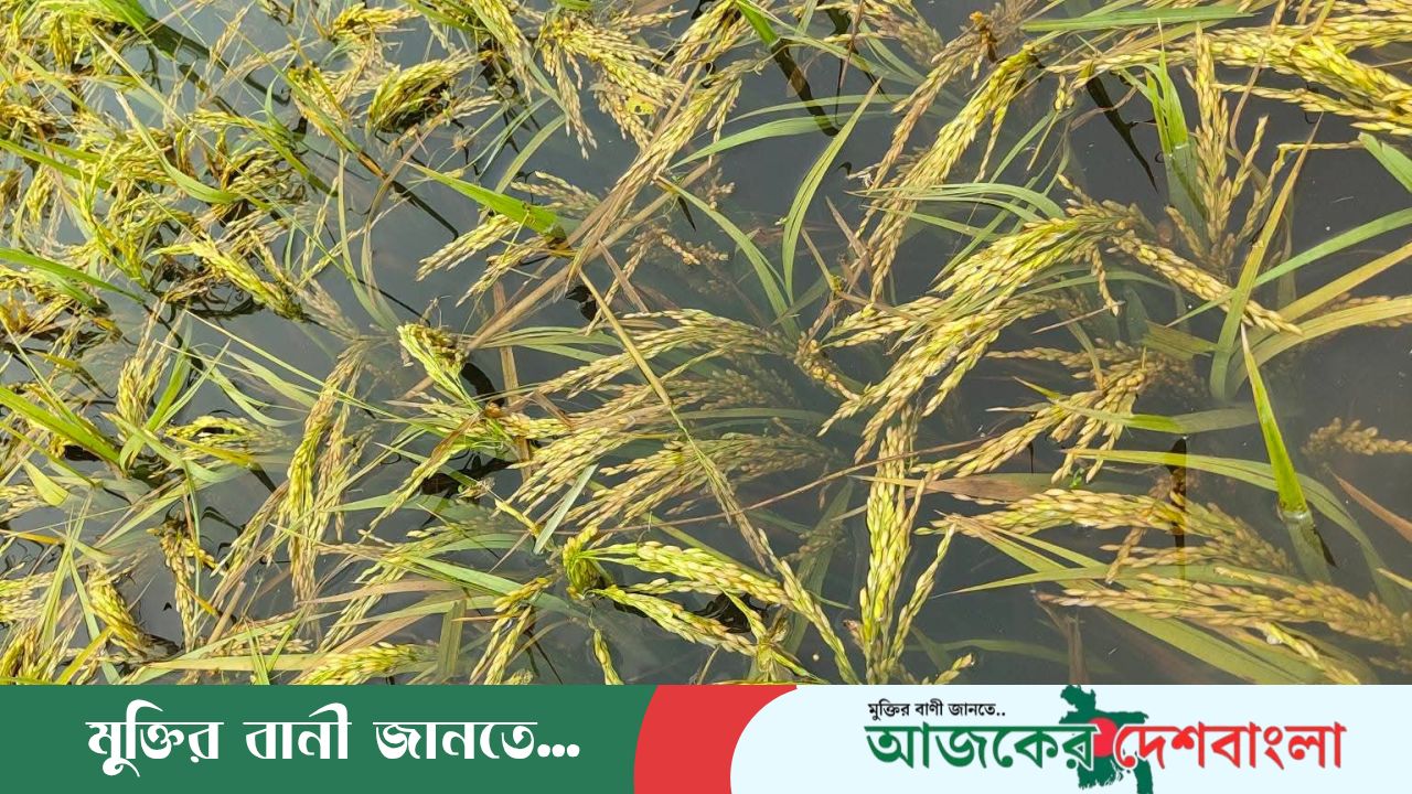 কলমাকান্দায় অতিবৃষ্টি আর উজান থেকে নেমে আসা পানিতে ক্ষতিগ্রস্ত কৃষক