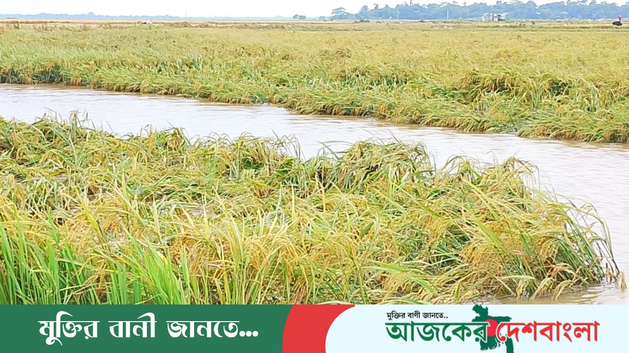 সরকারি ভর্তুকিতে ইউনিয়ন ভিত্তিক বরাদ্দকৃত হারভেস্টার ‘উধাও