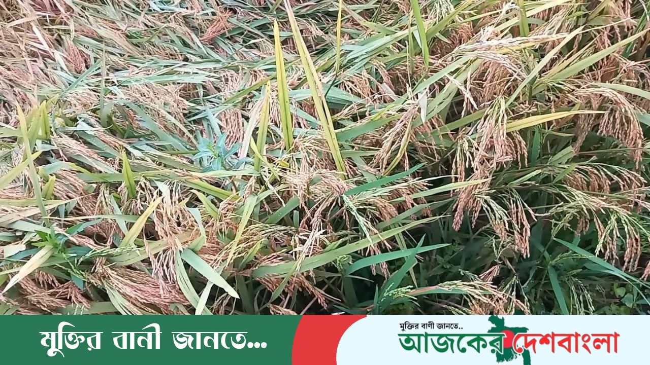 হাওরে কৃষকের দুঃখ, শ্রমিক সংকট মাত্রা অতিরিক্ত খরচে দিশেহারা কৃষক