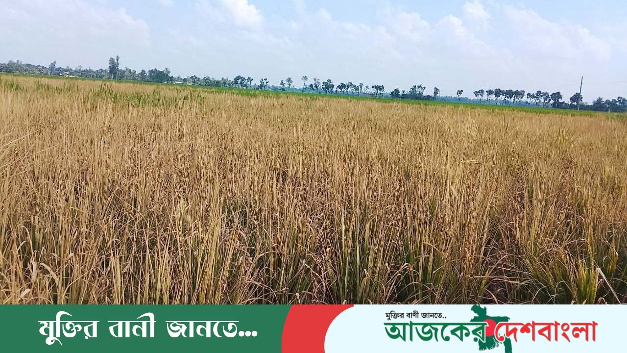 ধামইরহাটে কৃষকের ৭৫ শতক জমিতে রাসায়নিক স্প্রে করে ফসল নষ্টের অভিযোগ