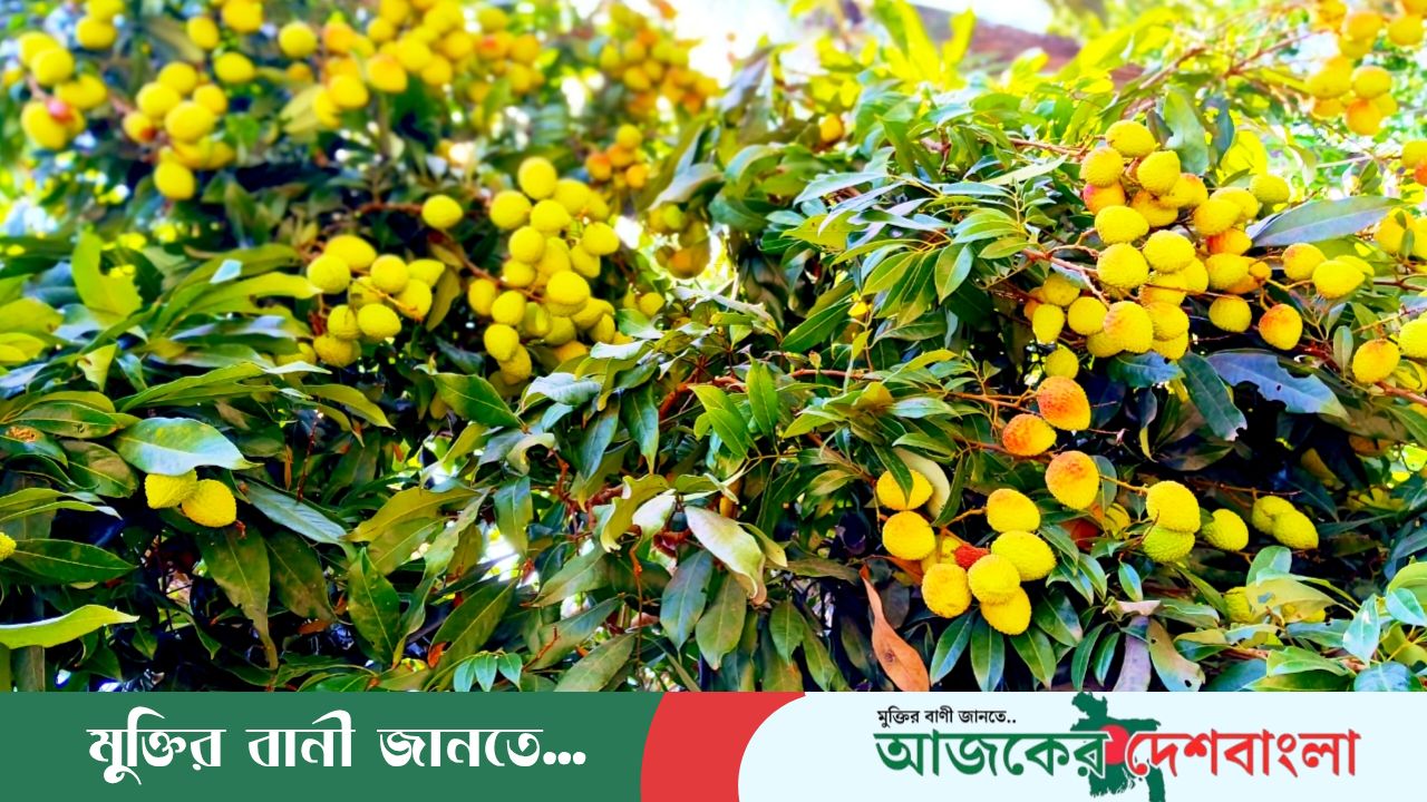 সবুজ পাতার ফাঁকে লালে লাল: সুবাস ছড়াচ্ছে মধুমাসের লিচু