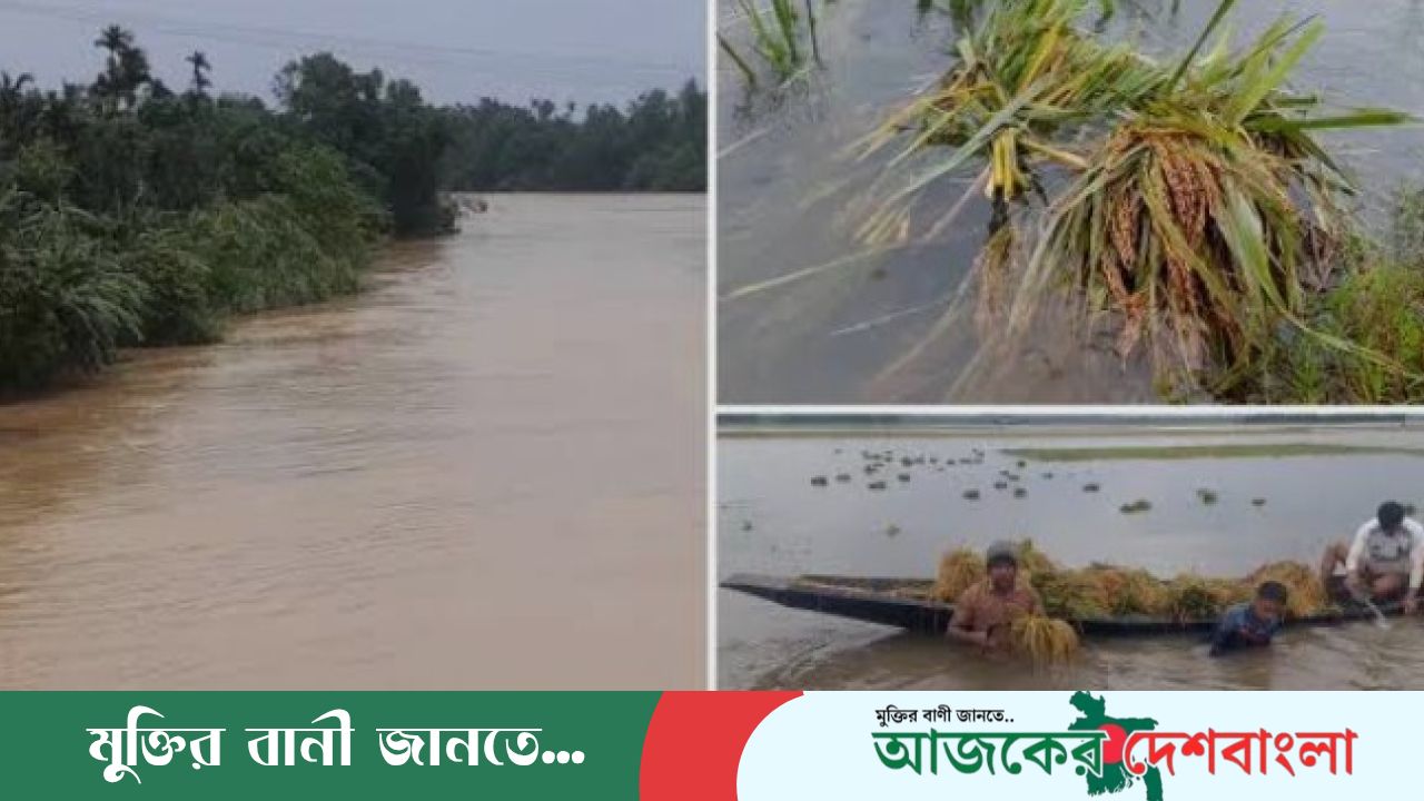 নেত্রকোনার হাওরে বোরো ধান বিপর্যয়