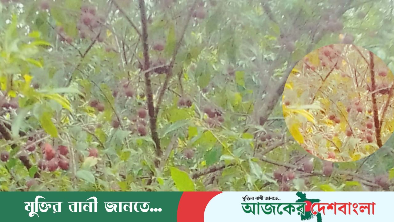 রামগড় পাহাড়াঞ্চল কৃষি গবেষণা কেন্দ্রে আলুবোখারা চাষে সফলতা অর্জন
