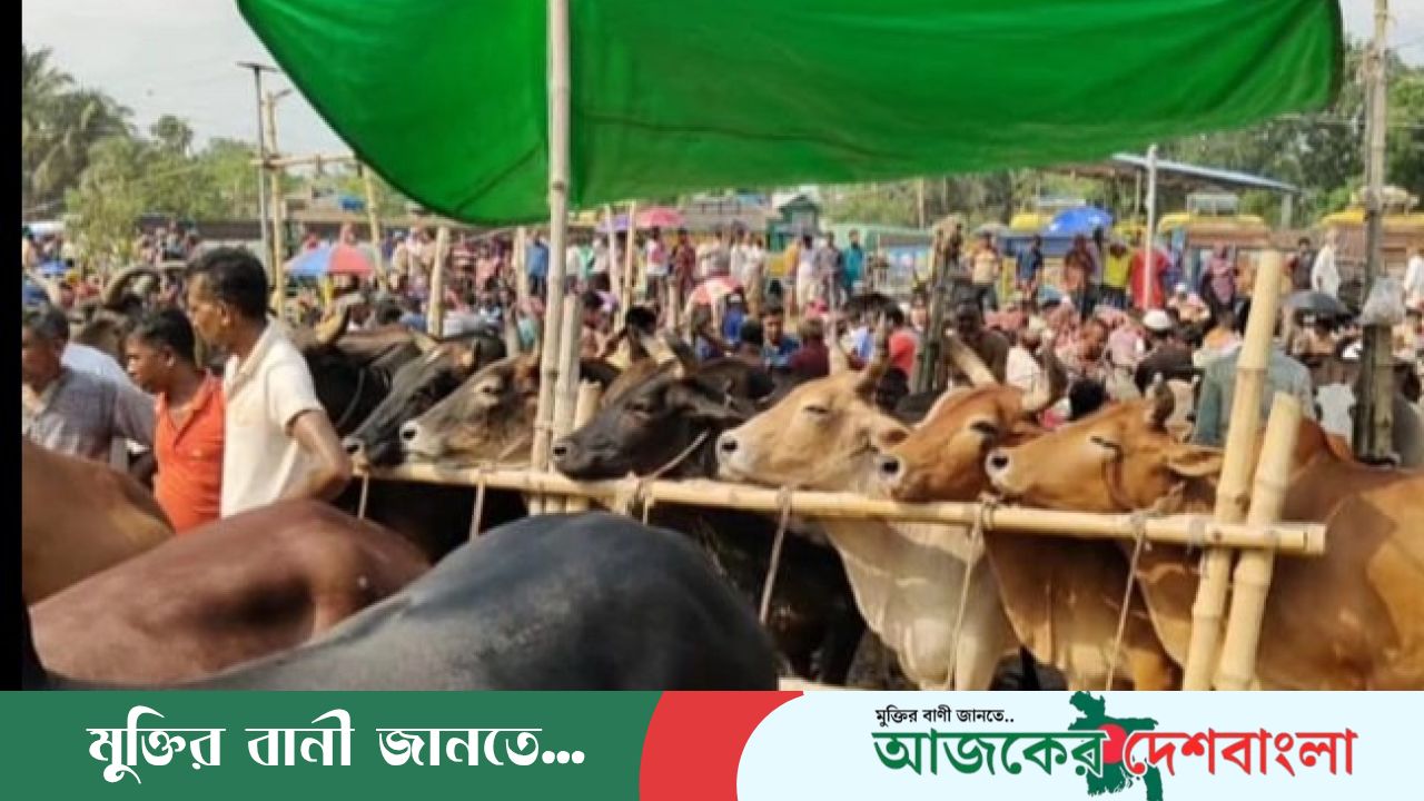হাদারপাড় বাজারে ভারতীয় গরু-মহিষের অবৈধ বেচাকেনার অভিযোগ, তদন্তের দাবি