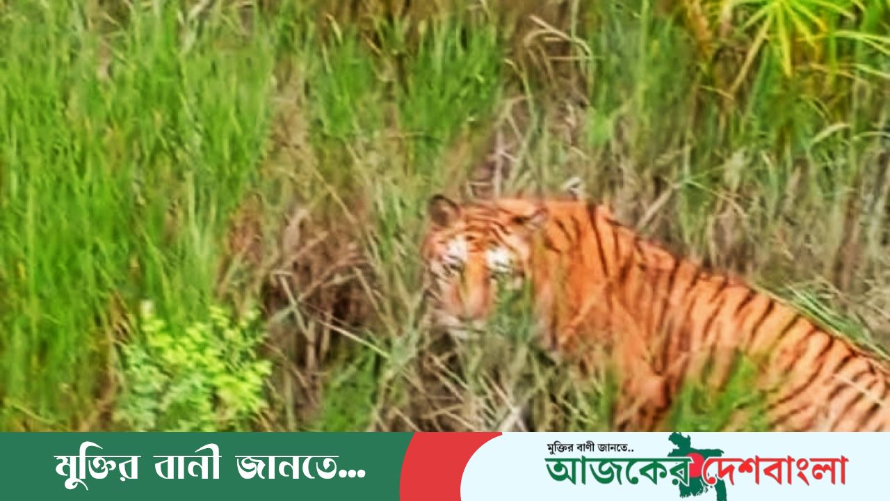 দীর্ঘ ৬ মাস চিকিৎসা শেষে সুন্দরবনে ফিরল সেই বাঘিনী