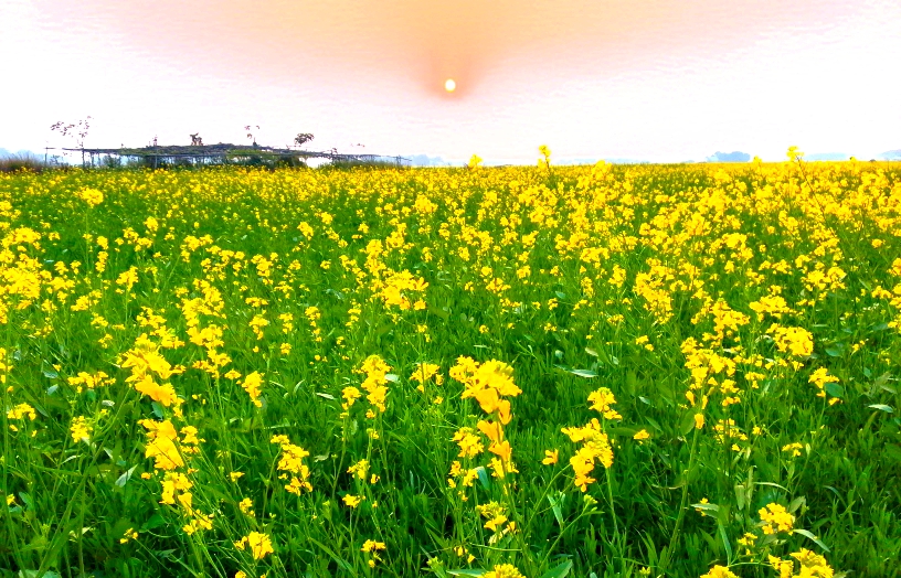 শেরপুরে সরিষার বাম্পার ফলনে কৃষকের মুখে হাসি